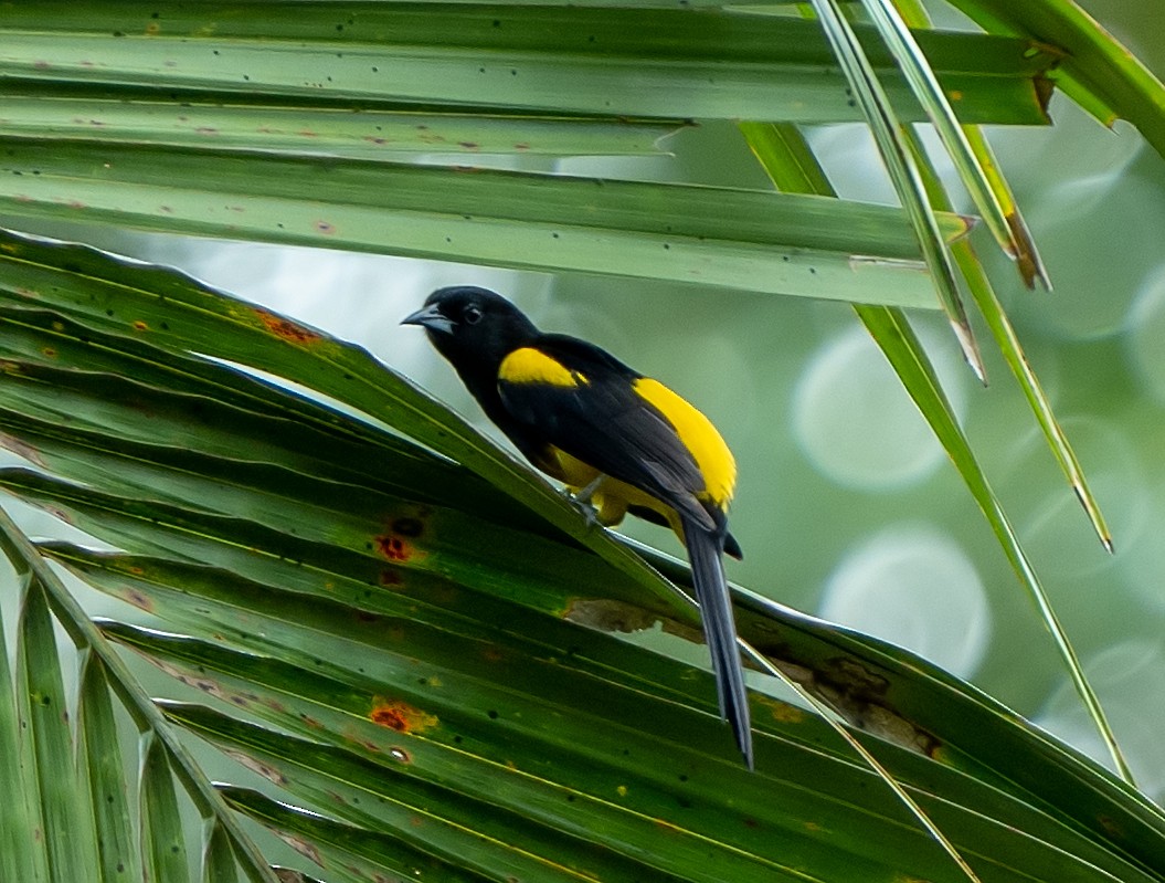 Black-cowled Oriole - Tim Wright