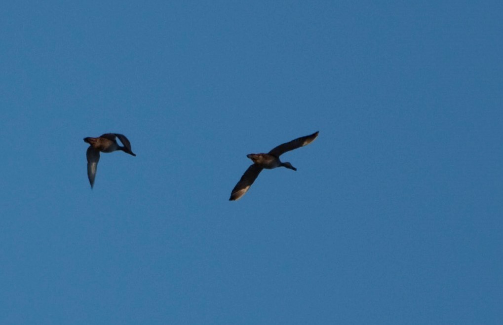 Northern Pintail - ML590702271