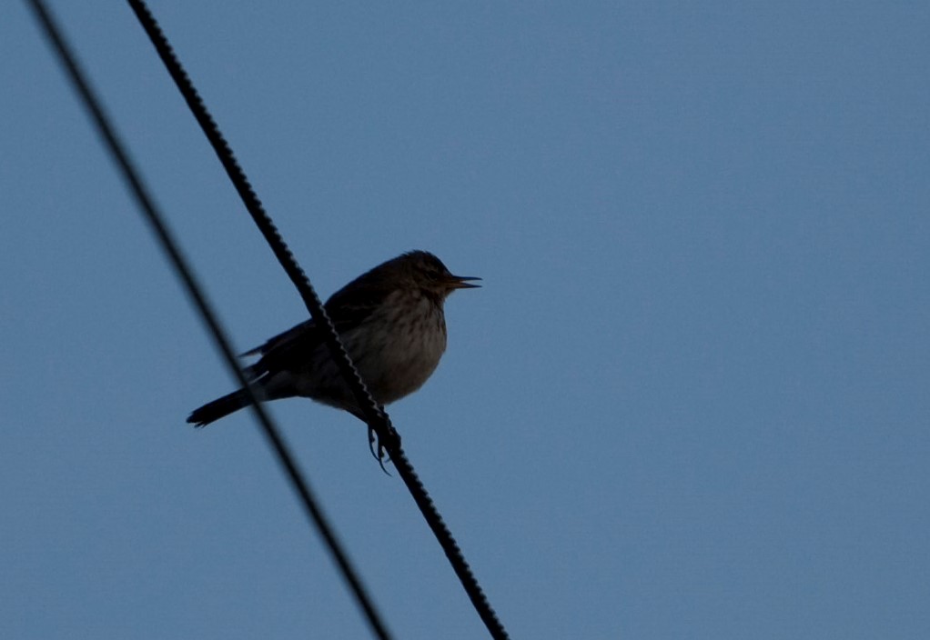 Water Pipit - ML590702371