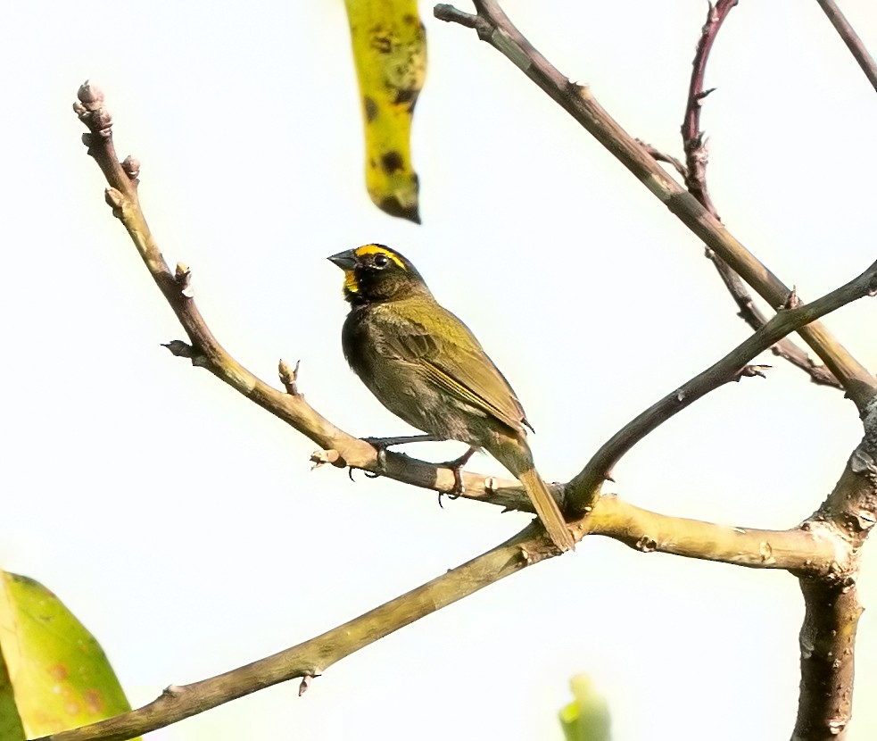 Yellow-faced Grassquit - Tim Wright