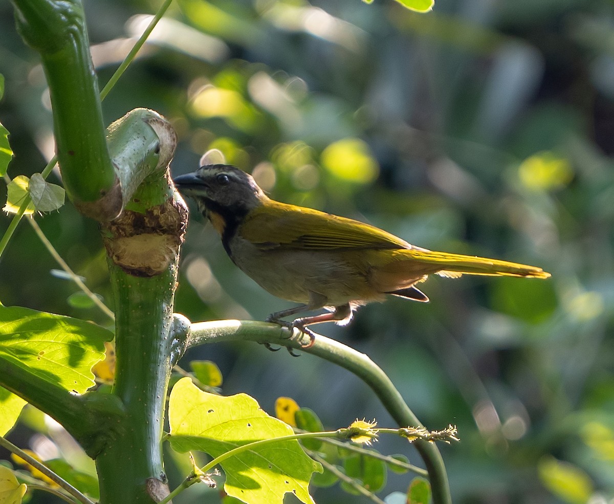 Buff-throated Saltator - Tim Wright