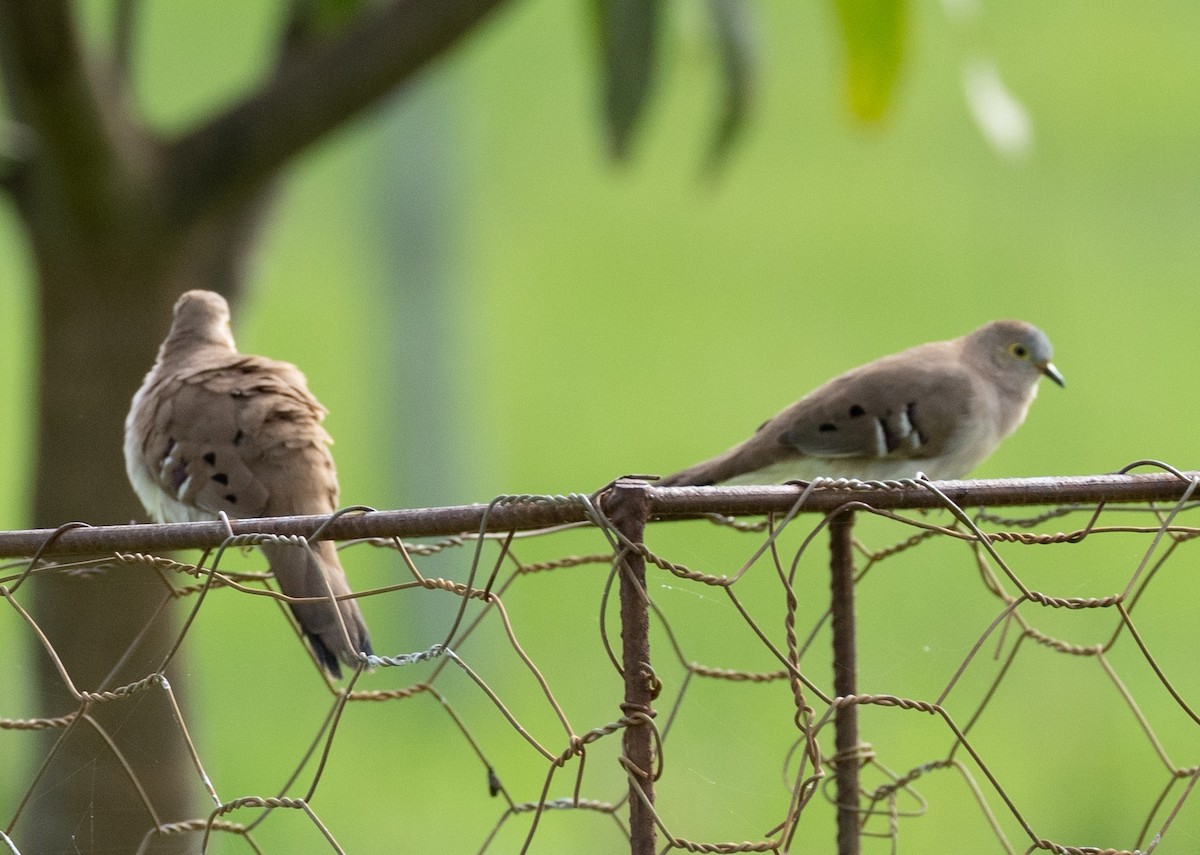 Long-tailed Ground Dove - ML590703151