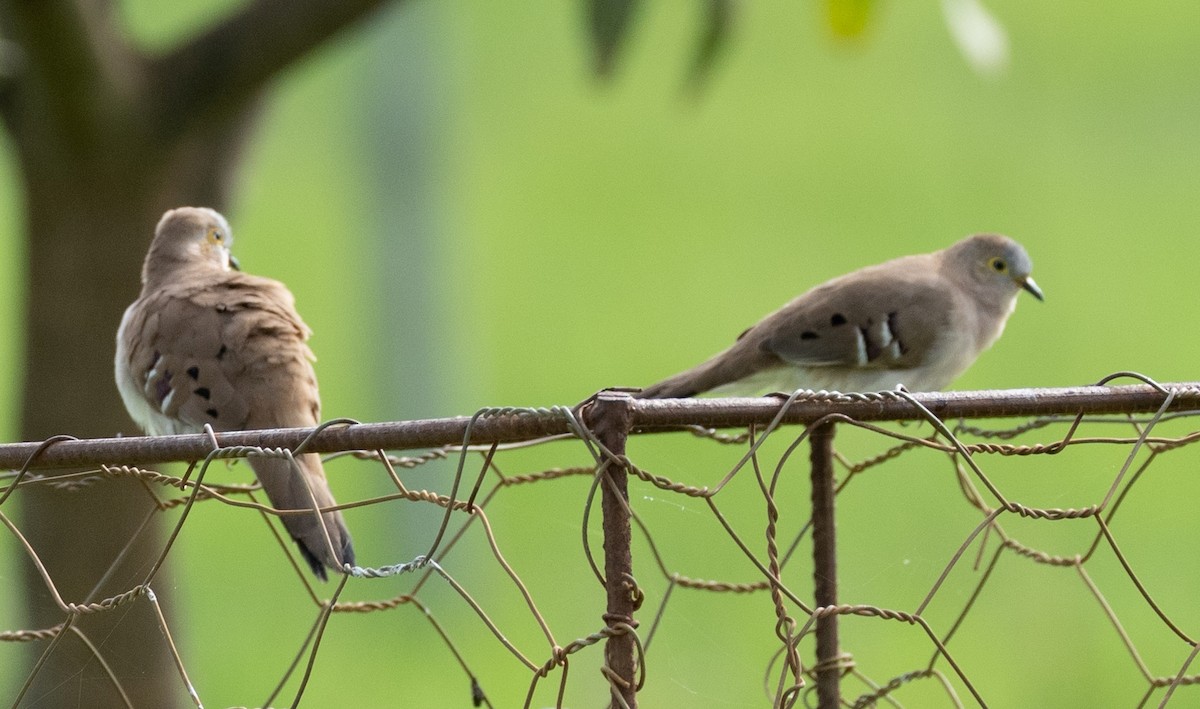 Long-tailed Ground Dove - ML590703161