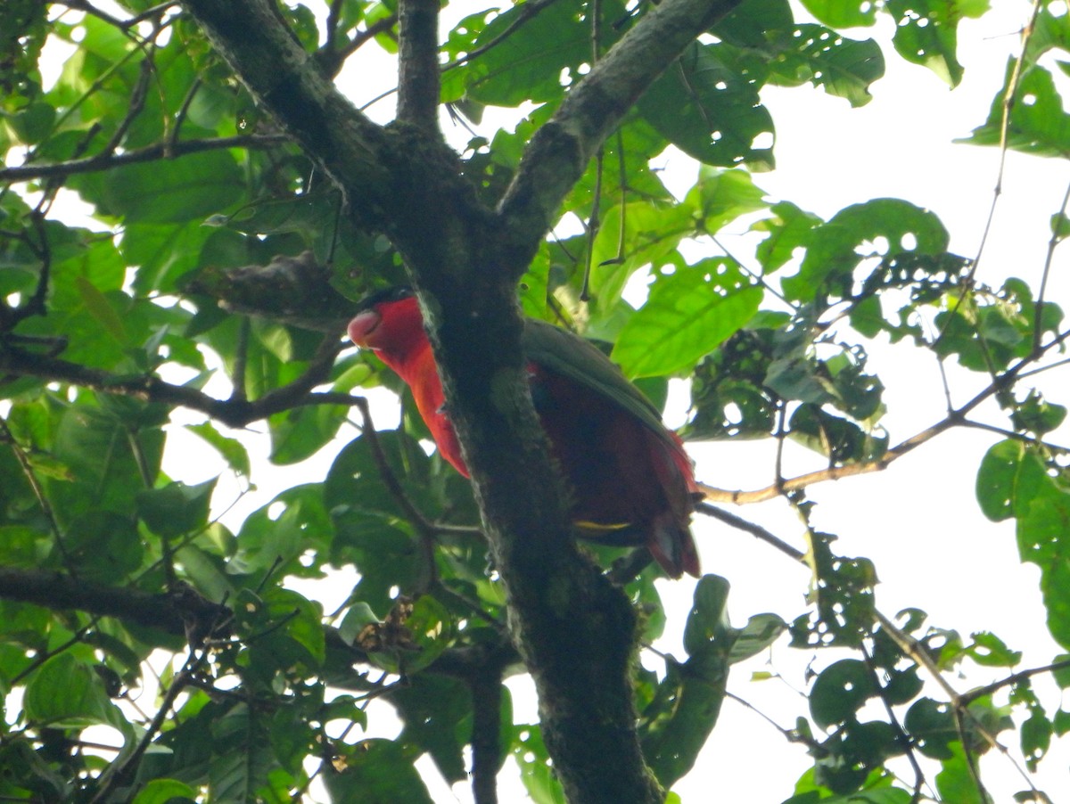 Purple-naped Lory - ML590703371