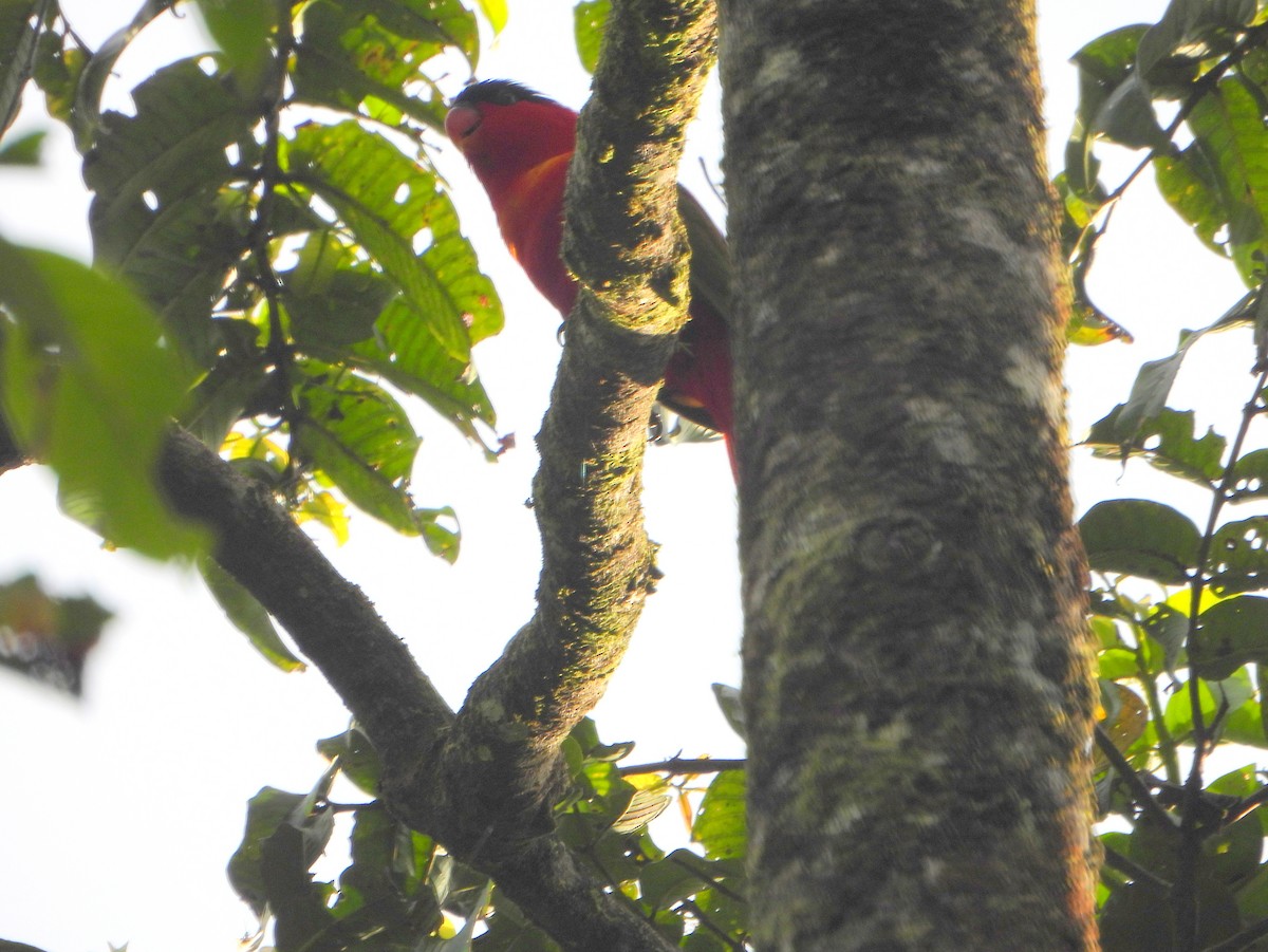 Purple-naped Lory - ML590703391