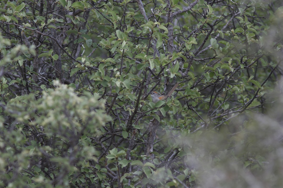 Pale-breasted Spinetail - Dan Small