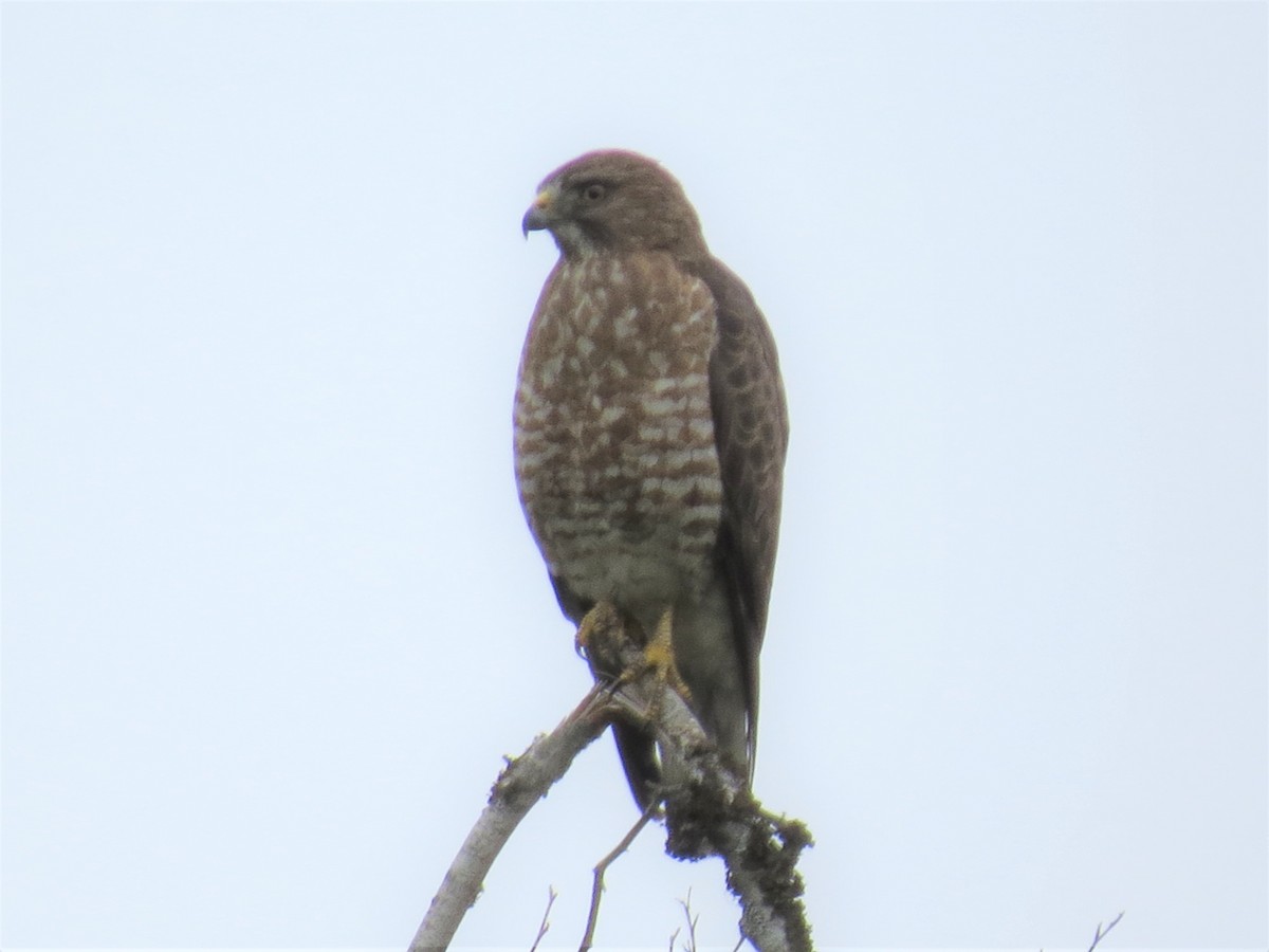 Broad-winged Hawk - ML590703781