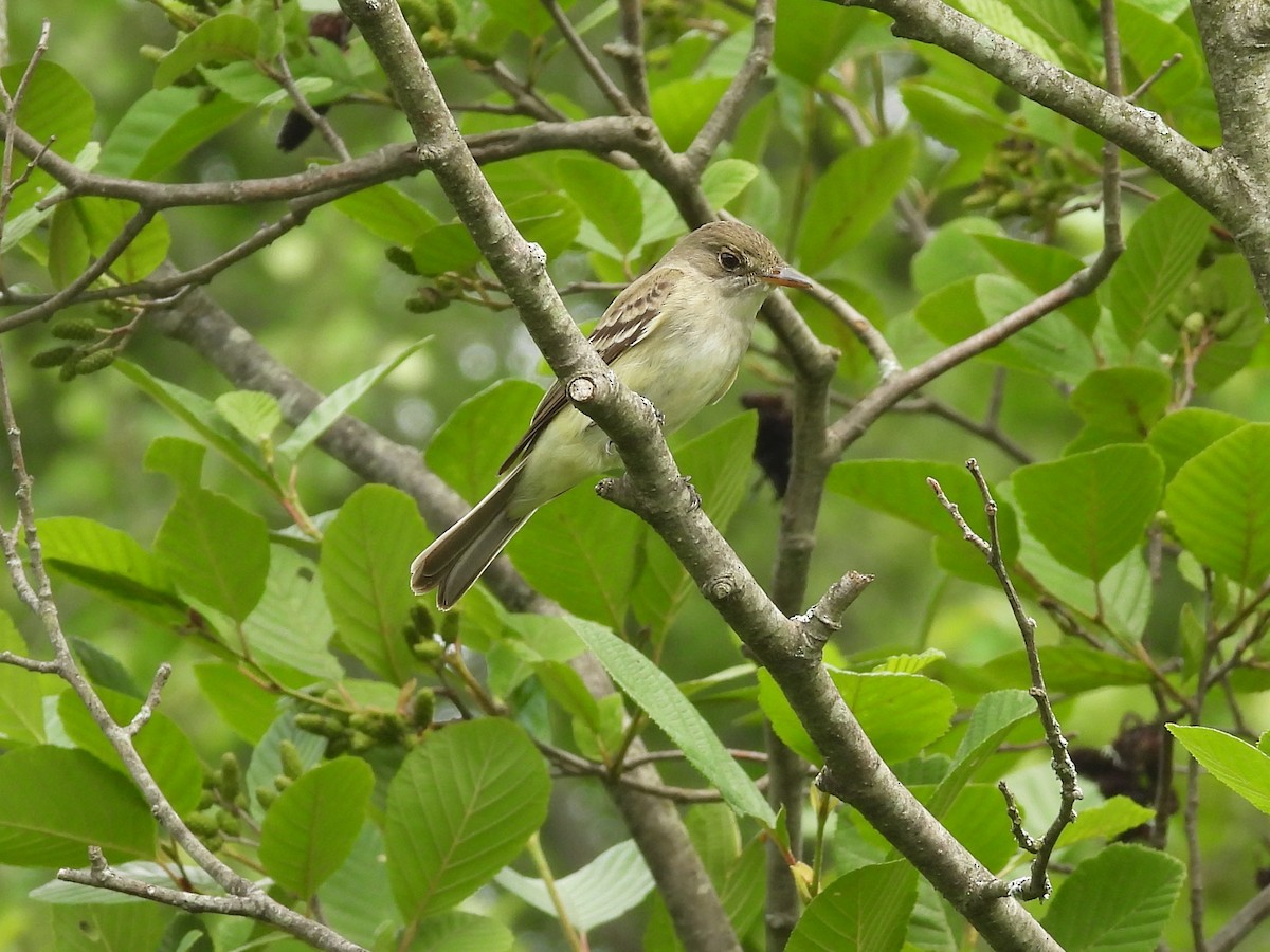 Willow Flycatcher - ML590704461