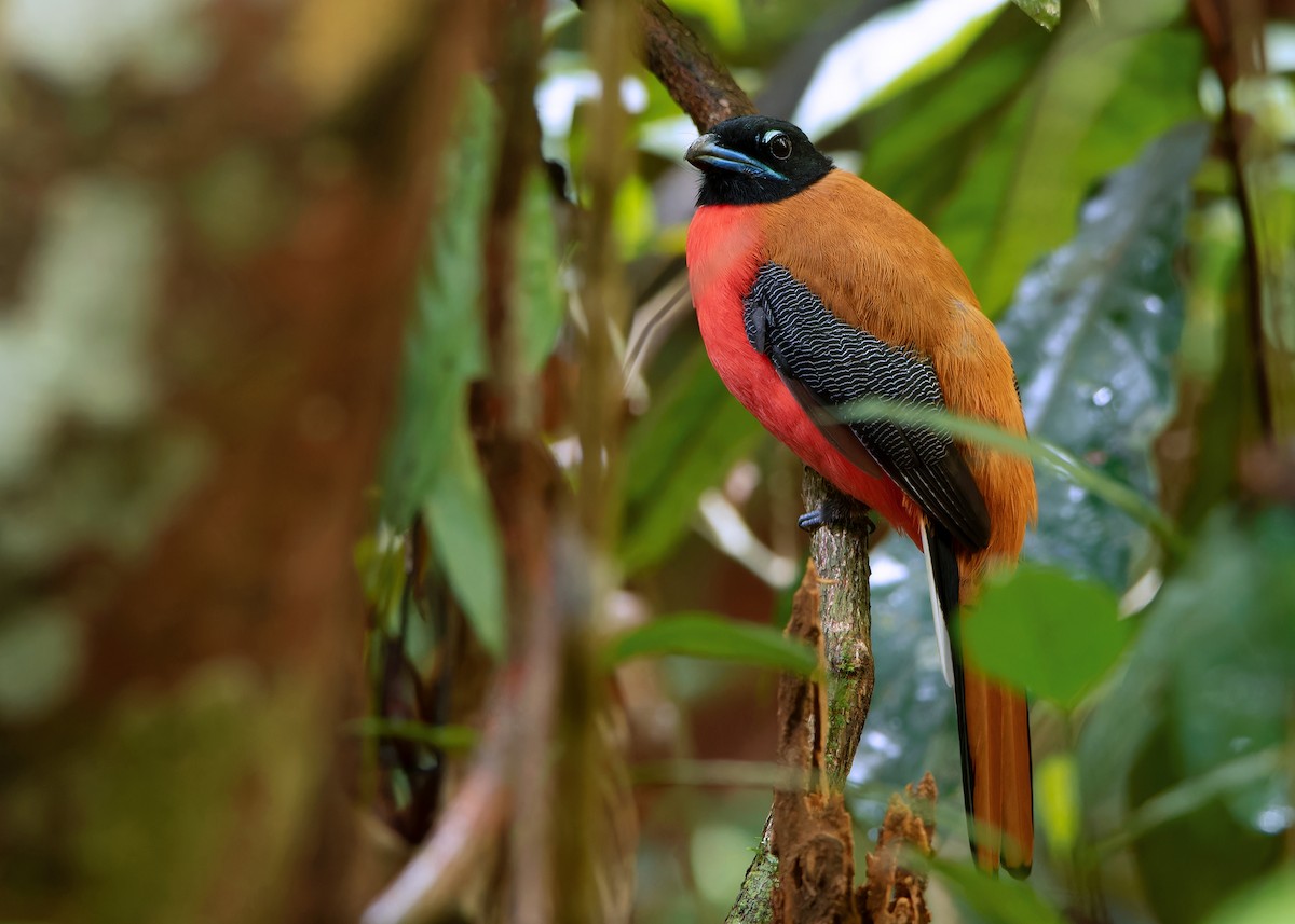 Cinnamon-rumped Trogon - Ayuwat Jearwattanakanok