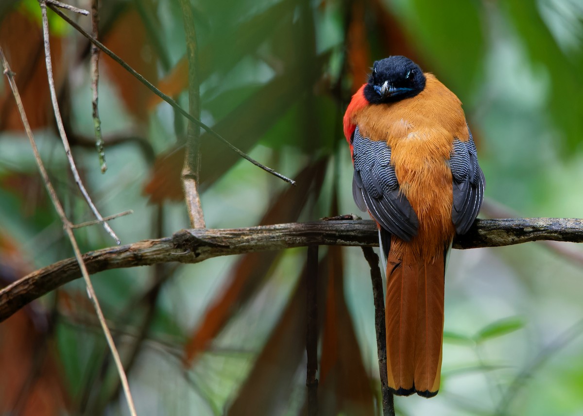 Cinnamon-rumped Trogon - ML590704701