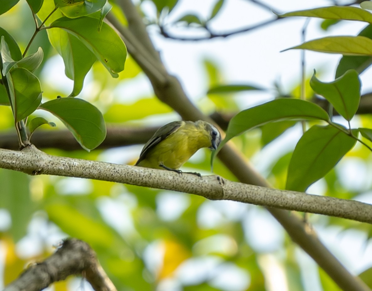 Yellow-bellied Tyrannulet - Tim Wright