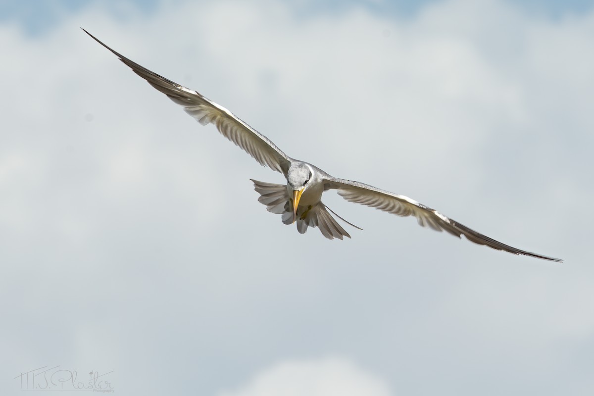 Large-billed Tern - Michael Plaster