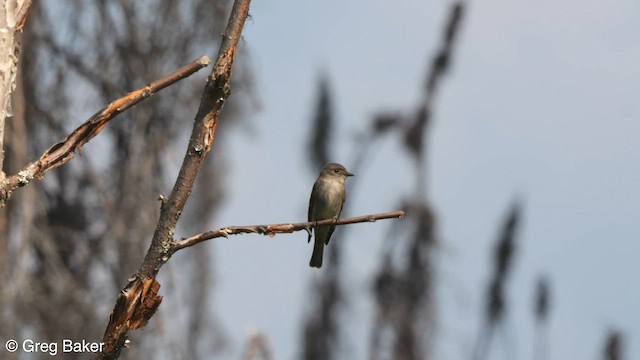 Western Wood-Pewee - ML590706211