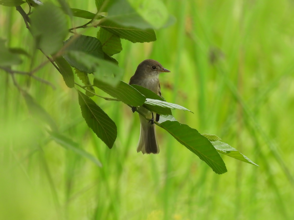Willow Flycatcher - ML590707571