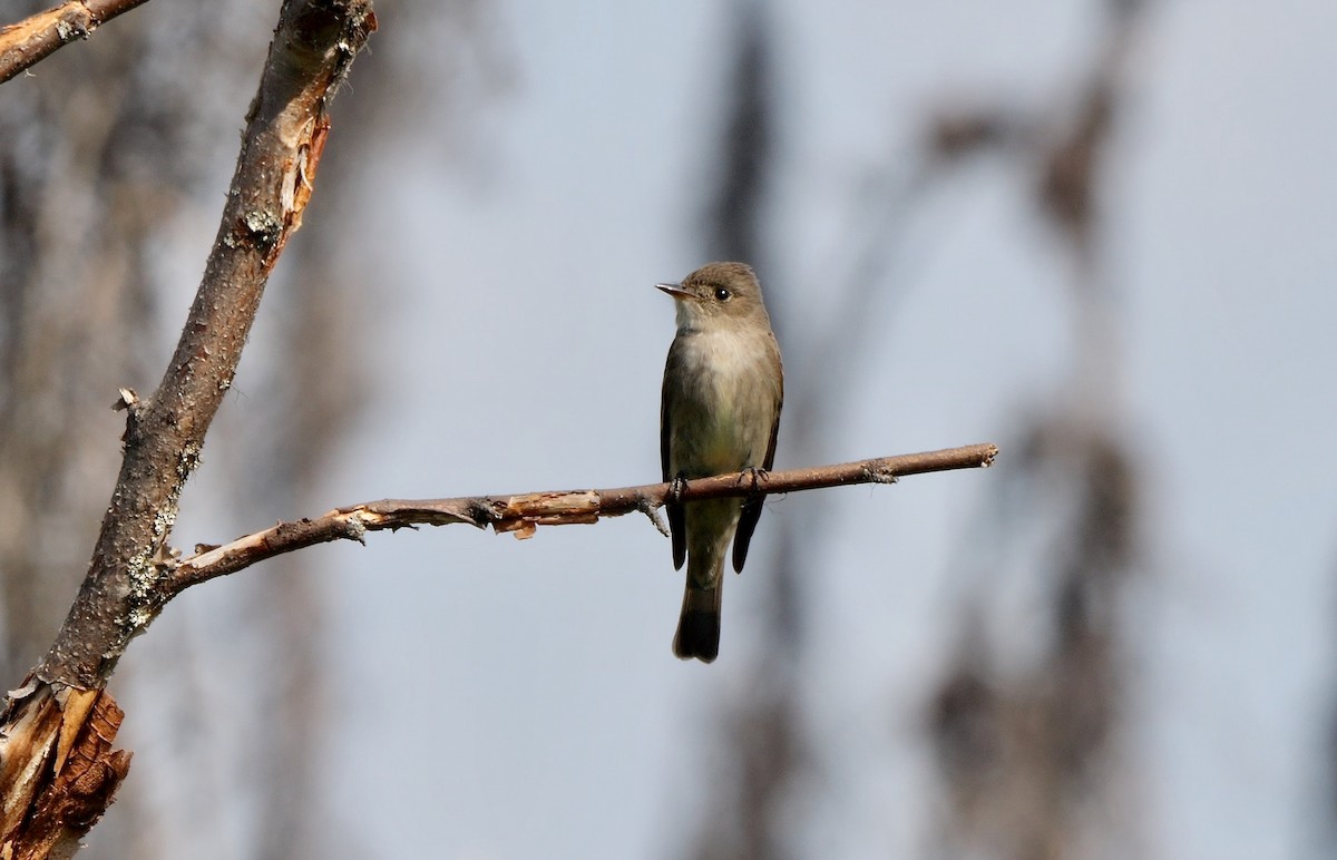 Western Wood-Pewee - ML590707891