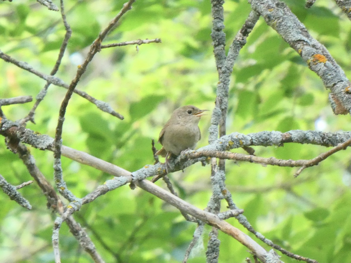 House Wren (Northern) - ML590708271