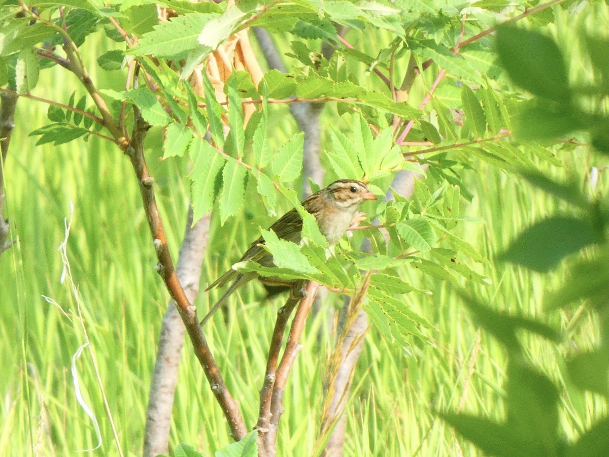 Clay-colored Sparrow - ML590708461