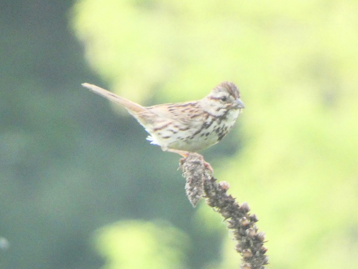 Song Sparrow - ML590708691