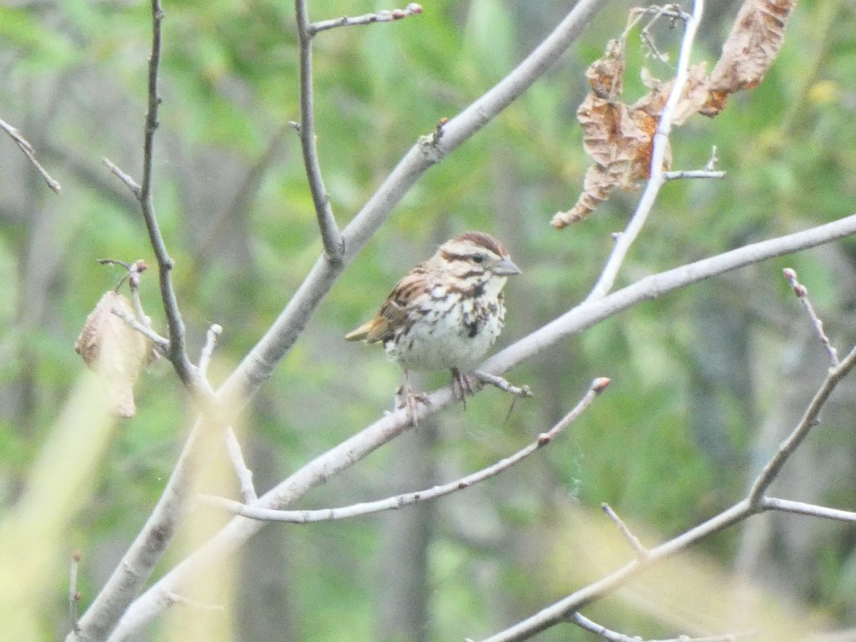 Song Sparrow - ML590708701