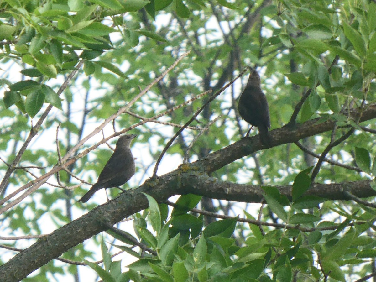 Brown-headed Cowbird - ML590708791