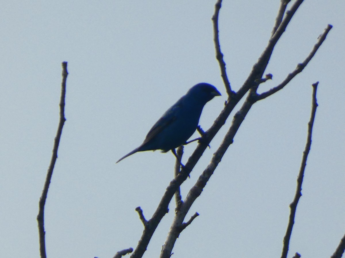 Passerin indigo - ML590708921