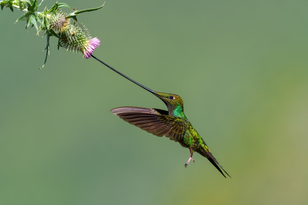 Sword-billed Hummingbird - Jeff Hapeman