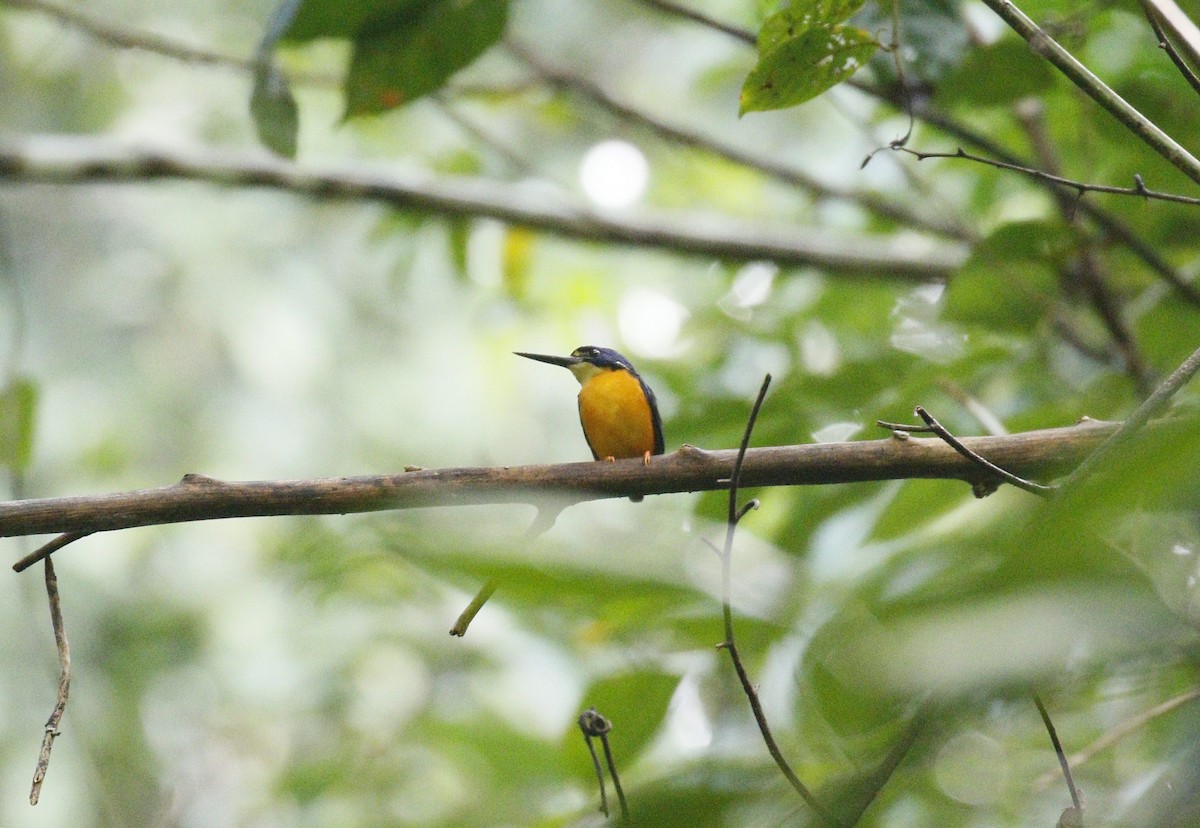 Papuan Dwarf-Kingfisher - Kit Britten