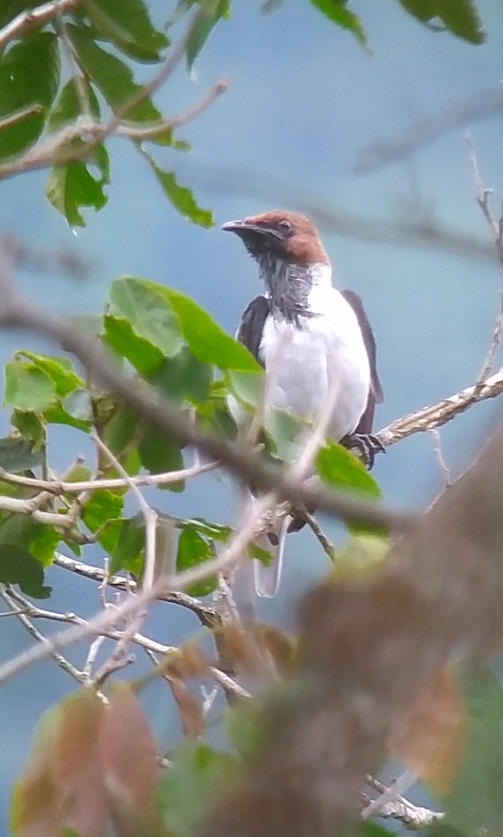 Bearded Bellbird - Juan D Ramirez Rpo