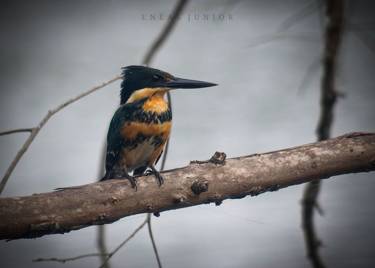 Green Kingfisher - ML590712571