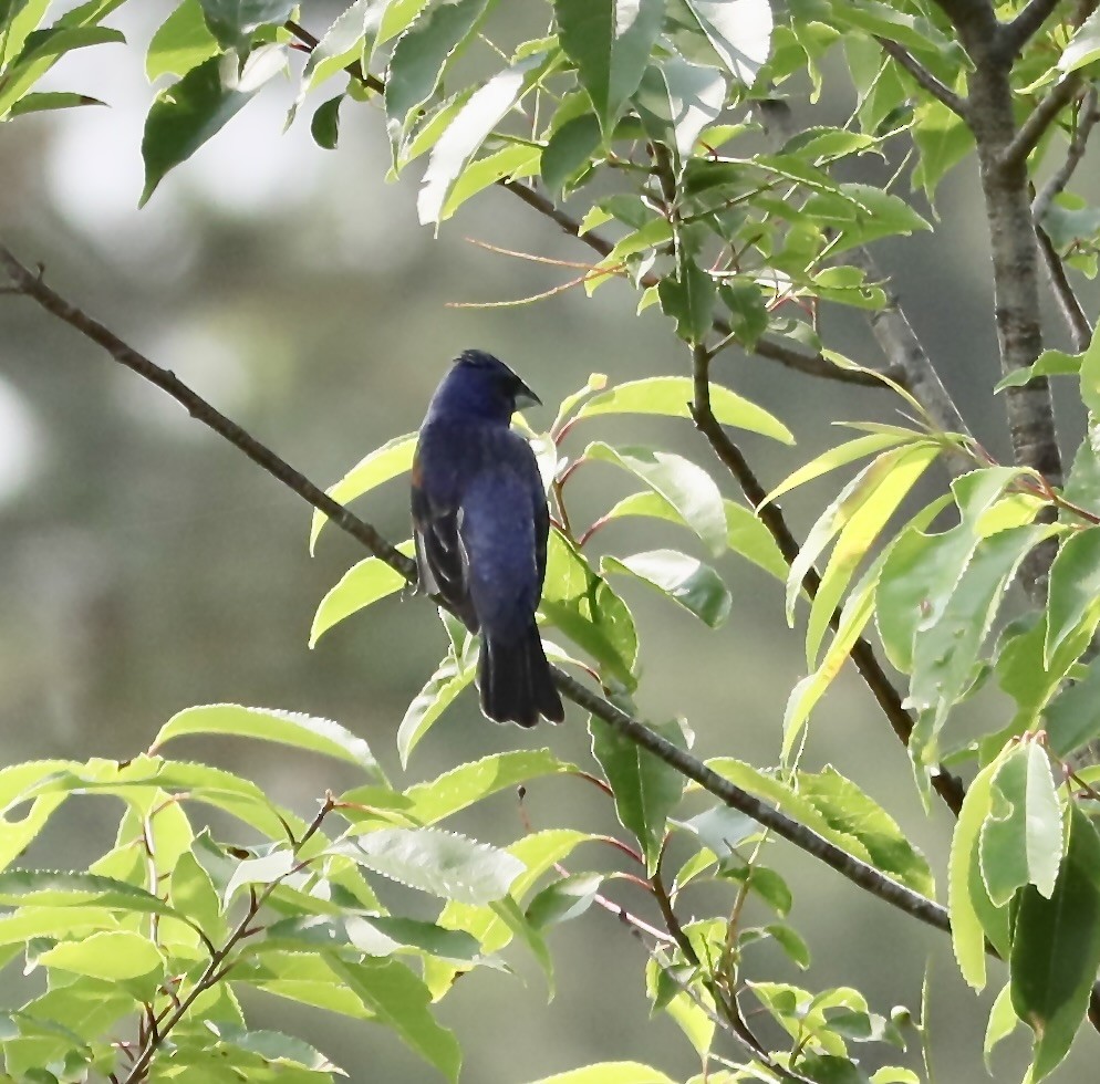 Blue Grosbeak - Ken Feustel