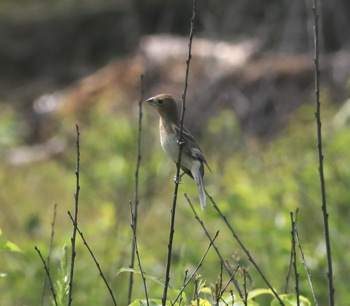 Blue Grosbeak - ML590713021