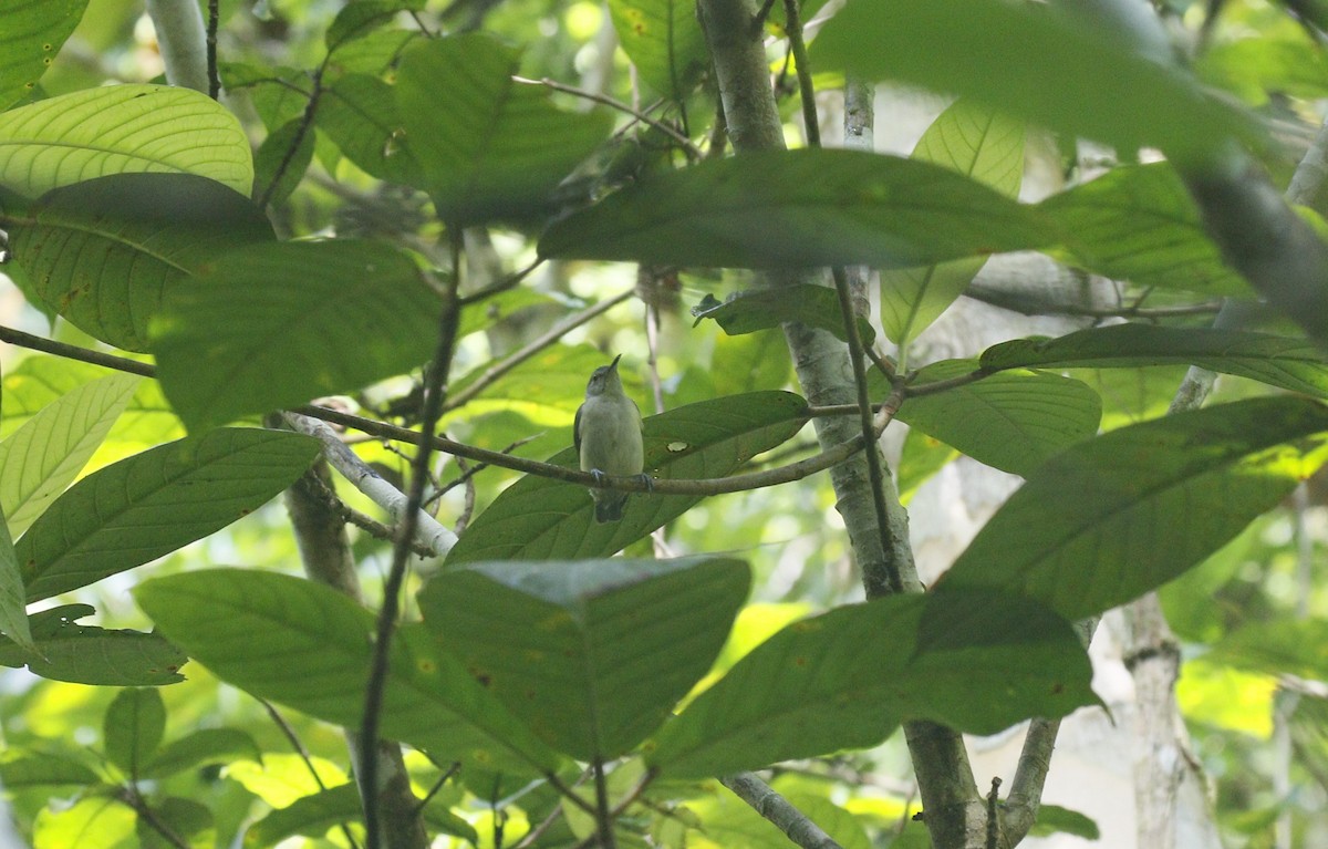 Pygmy Longbill - ML590713121