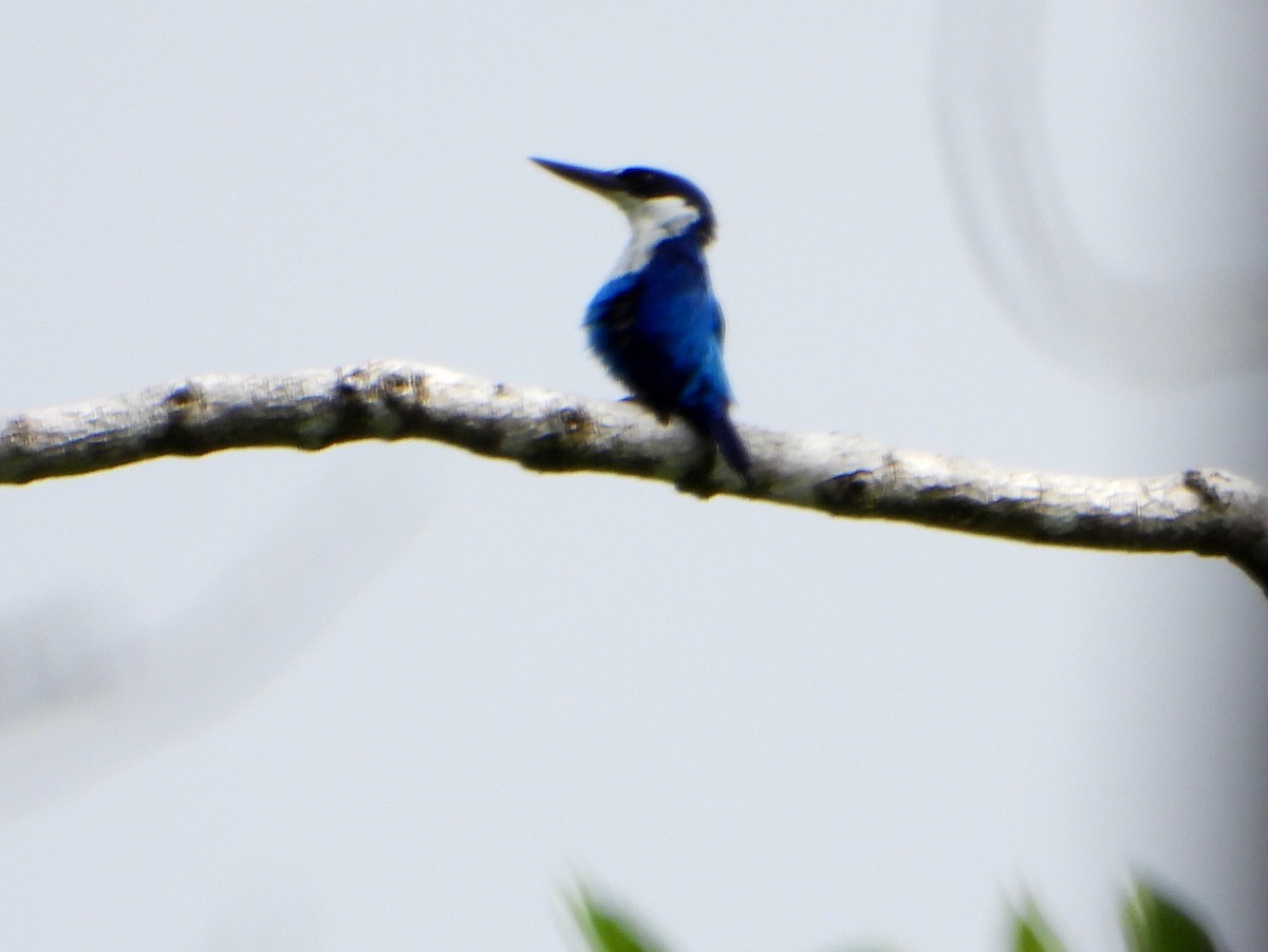 Lazuli Kingfisher - bob butler