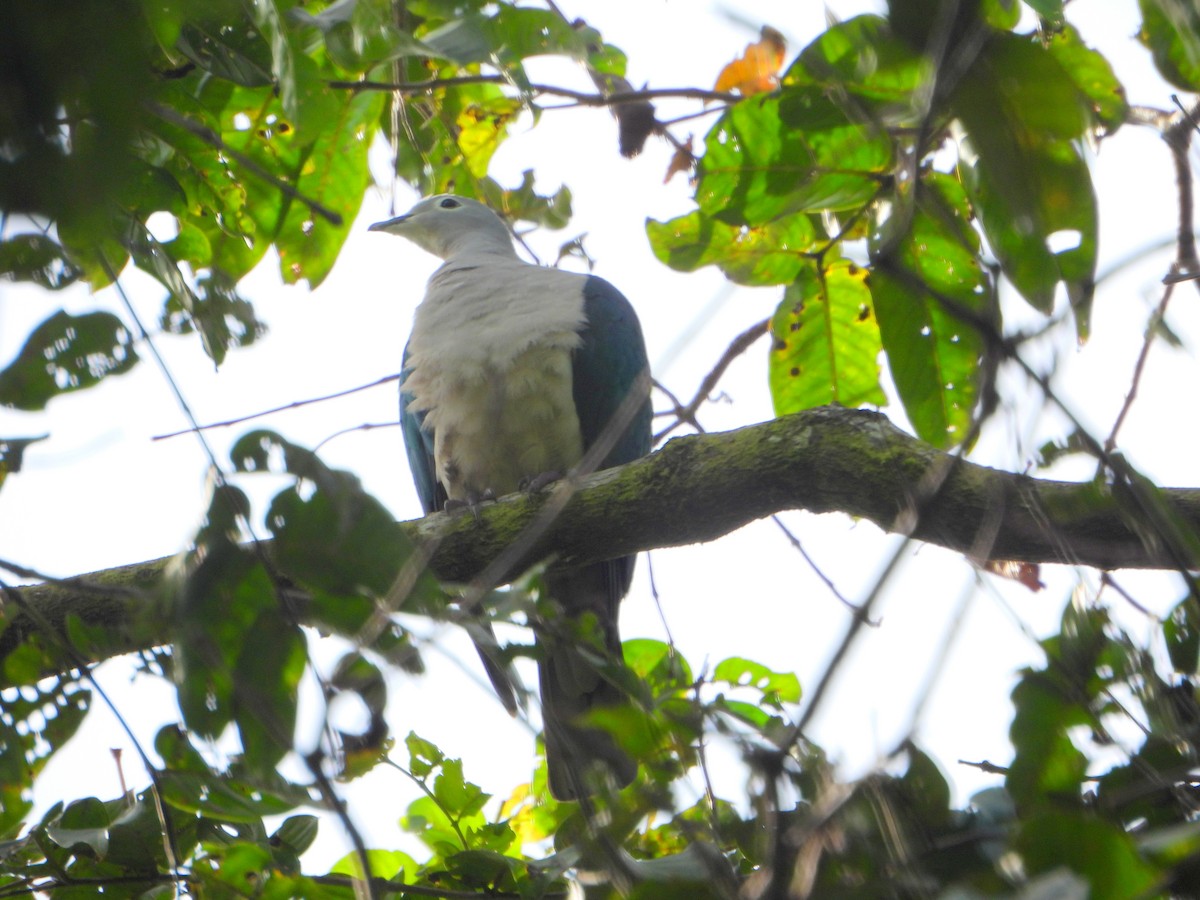 Seram Imperial-Pigeon - ML590714601