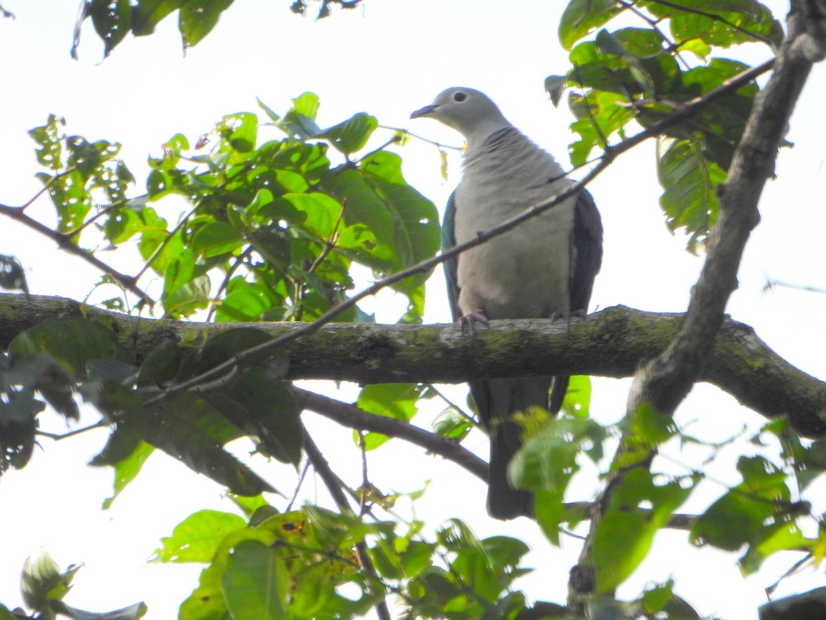 Seram Imperial-Pigeon - ML590714611