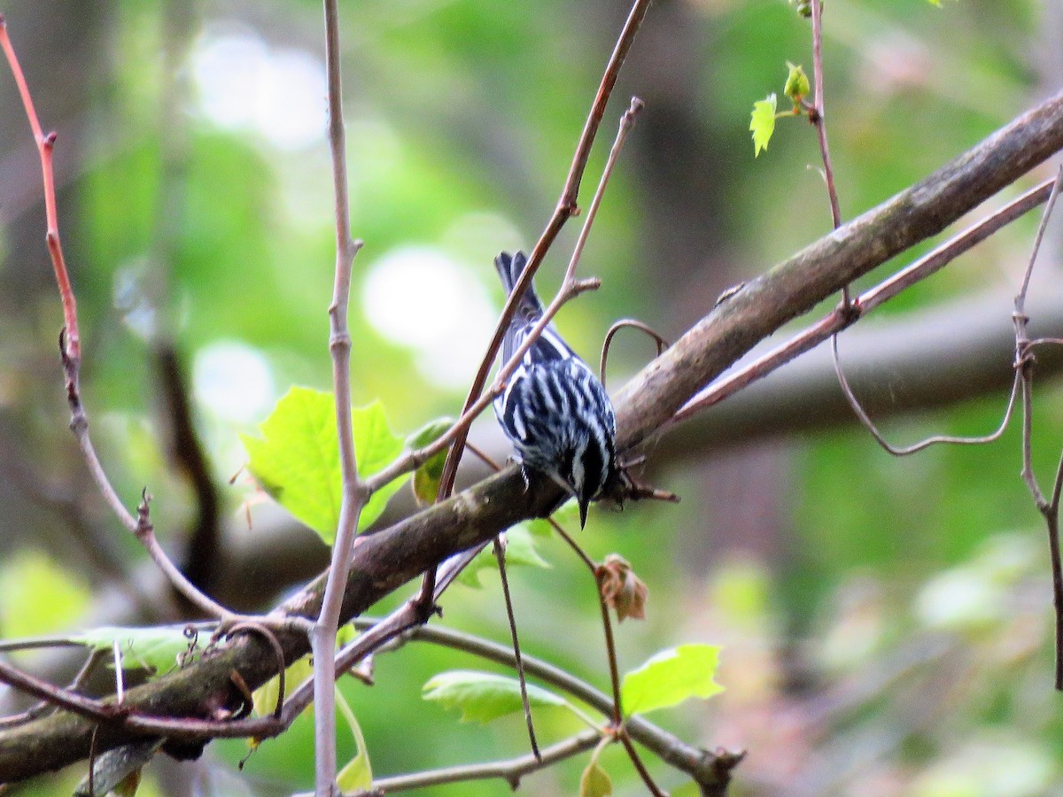 Black-and-white Warbler - Anonymous