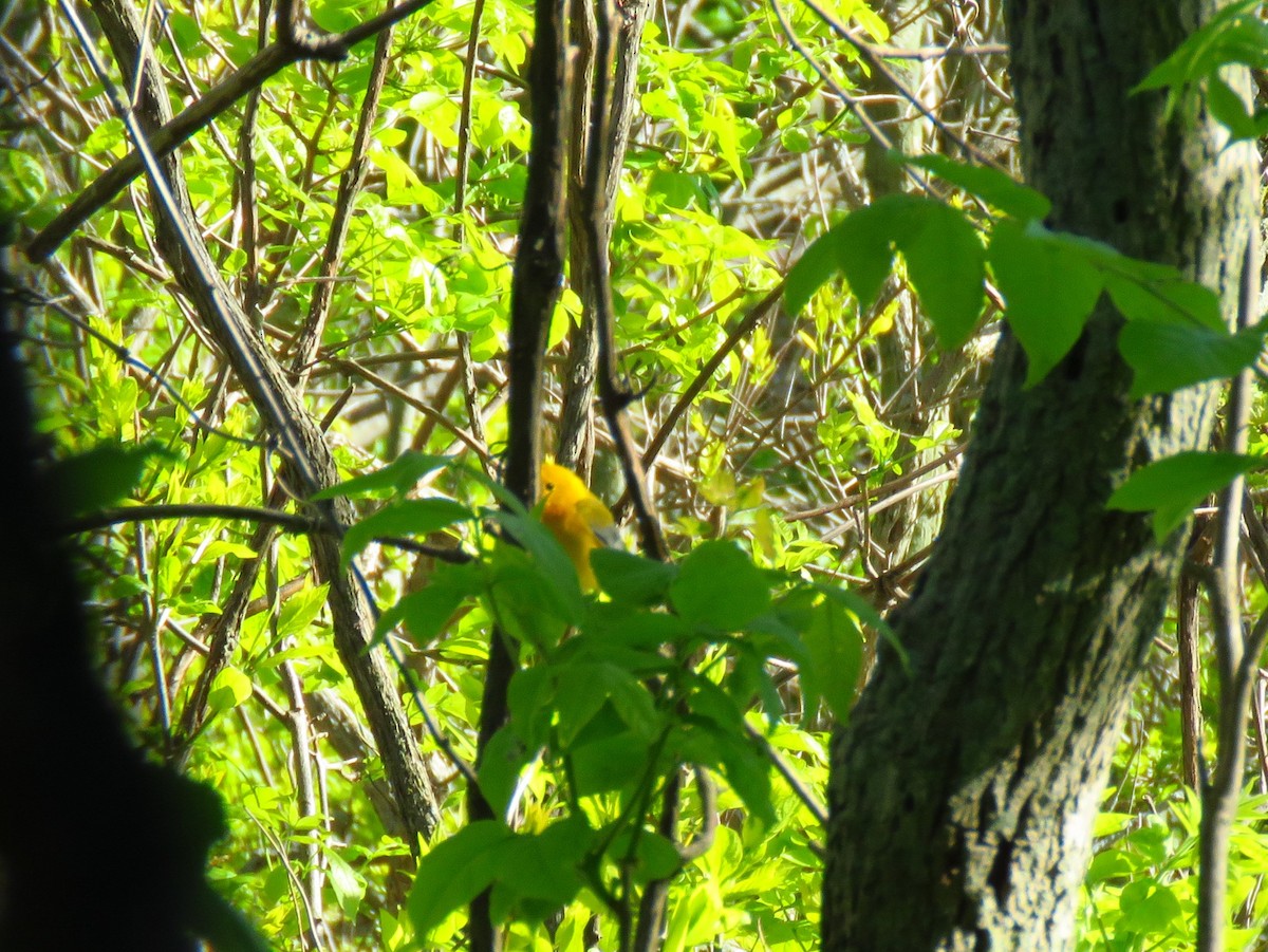 Prothonotary Warbler - ML59071491