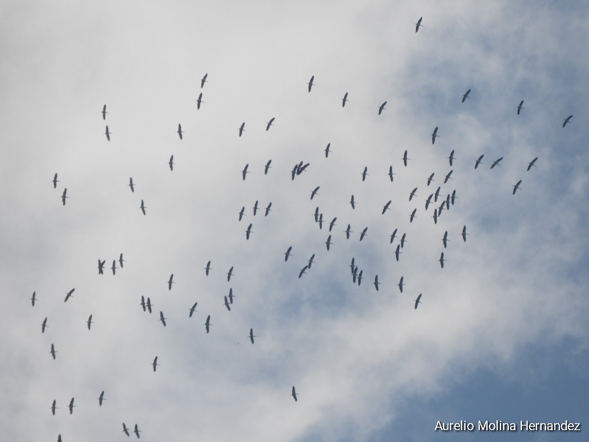 Wood Stork - ML590717751