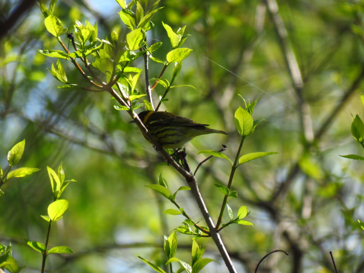 Cape May Warbler - Anonymous