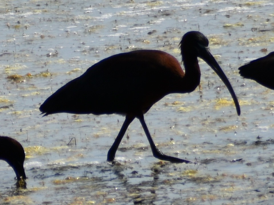 Glossy Ibis - ML590717881