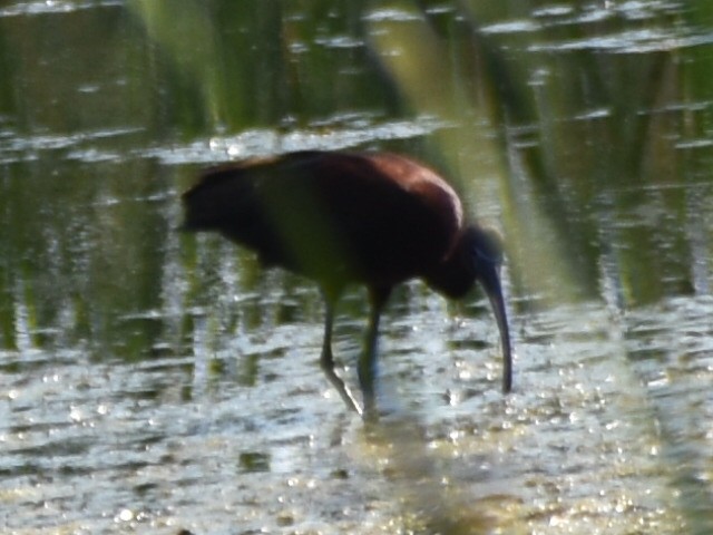 Glossy Ibis - ML590717891