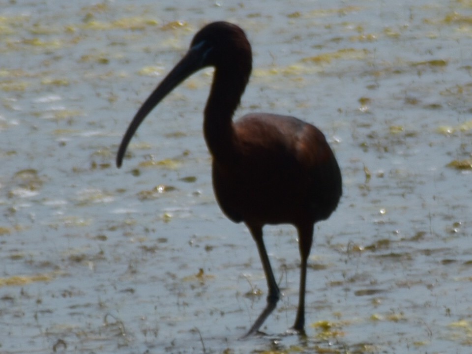 Glossy Ibis - ML590717901