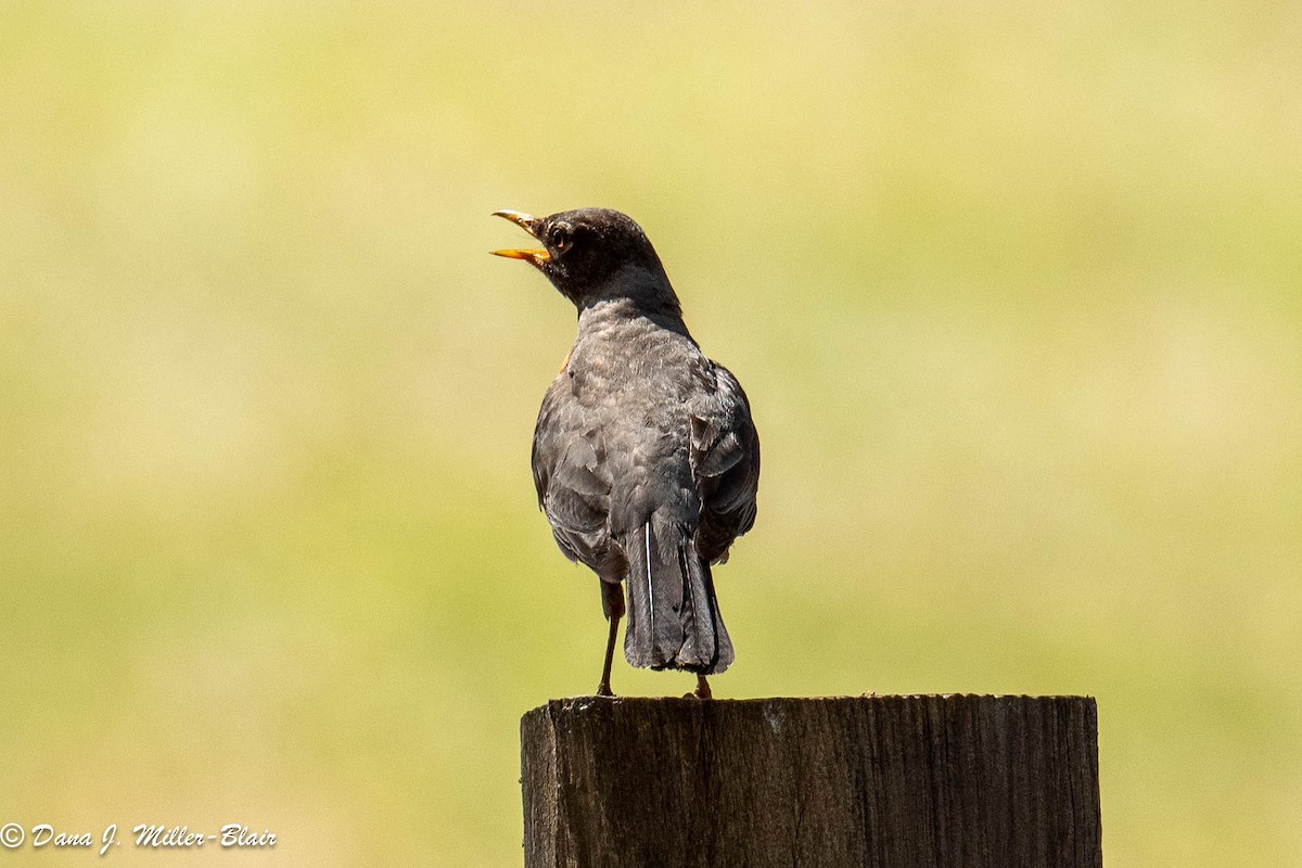 American Robin - ML590719521