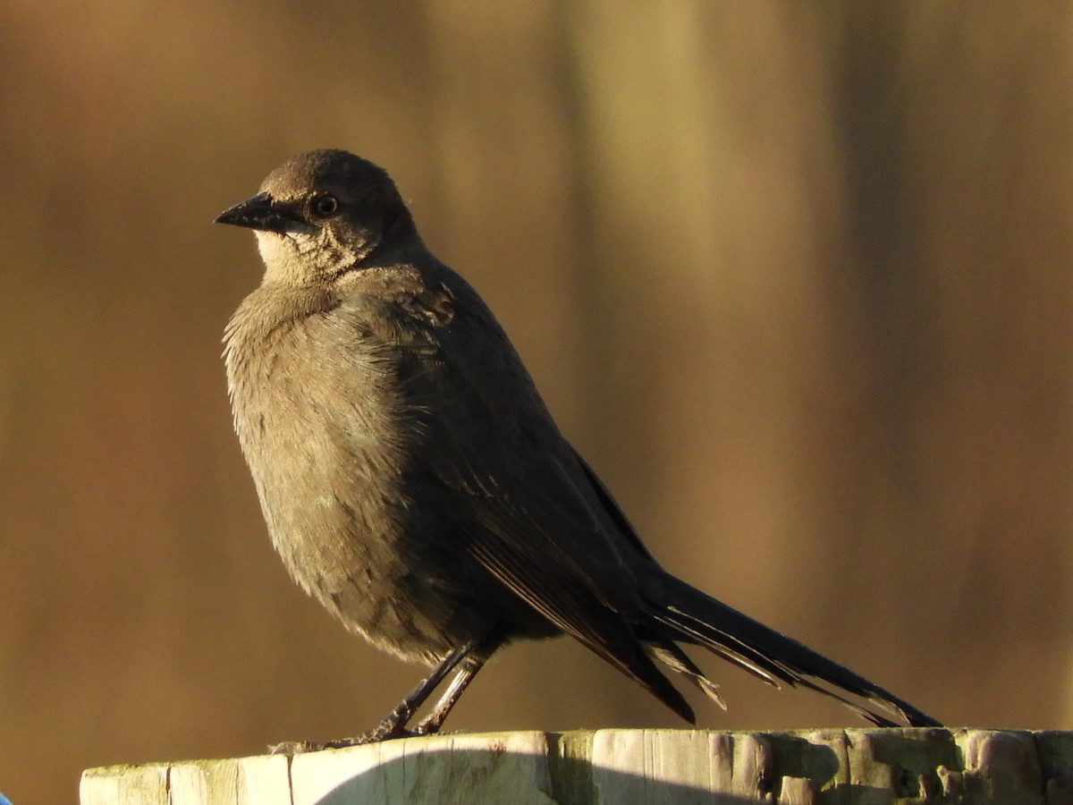 Brewer's Blackbird - Bill Lee