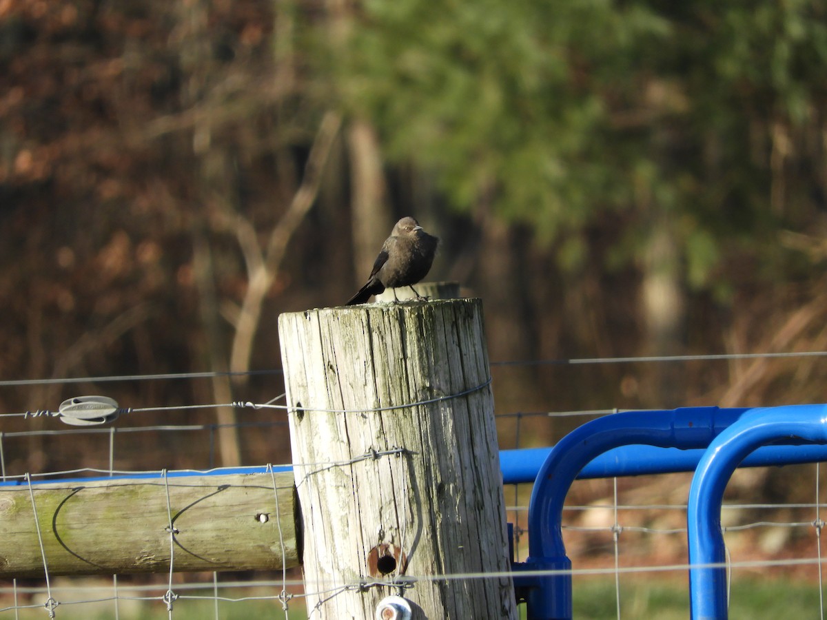 Brewer's Blackbird - Bill Lee