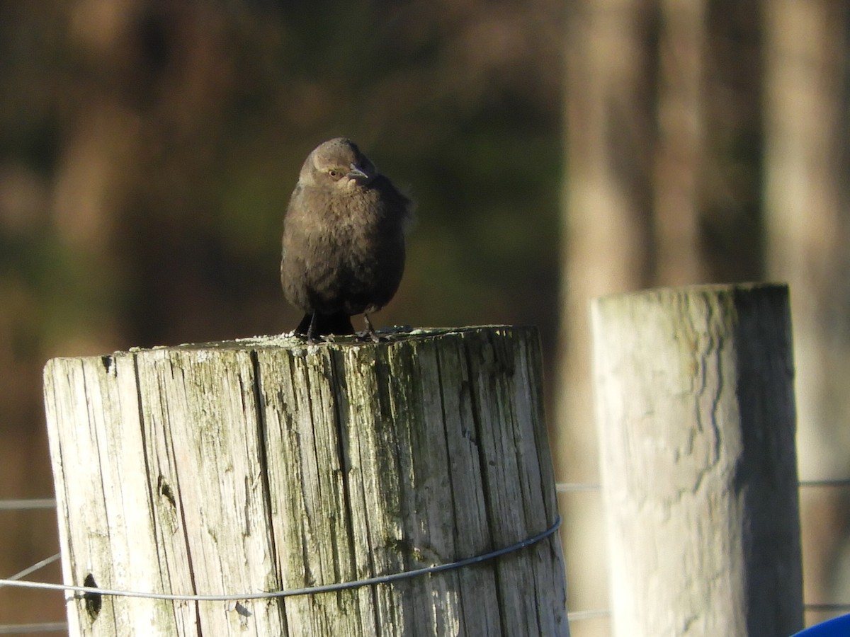 Brewer's Blackbird - Bill Lee