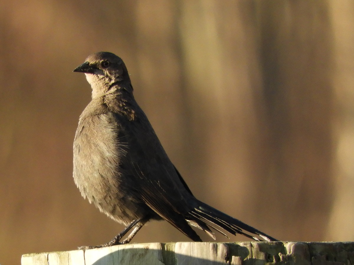 Brewer's Blackbird - ML590720921