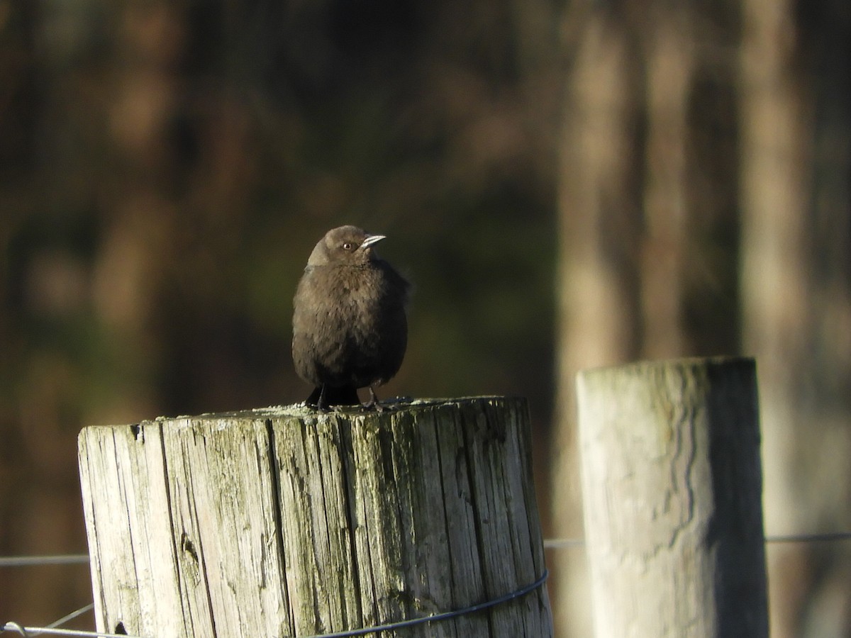 Brewer's Blackbird - ML590720941