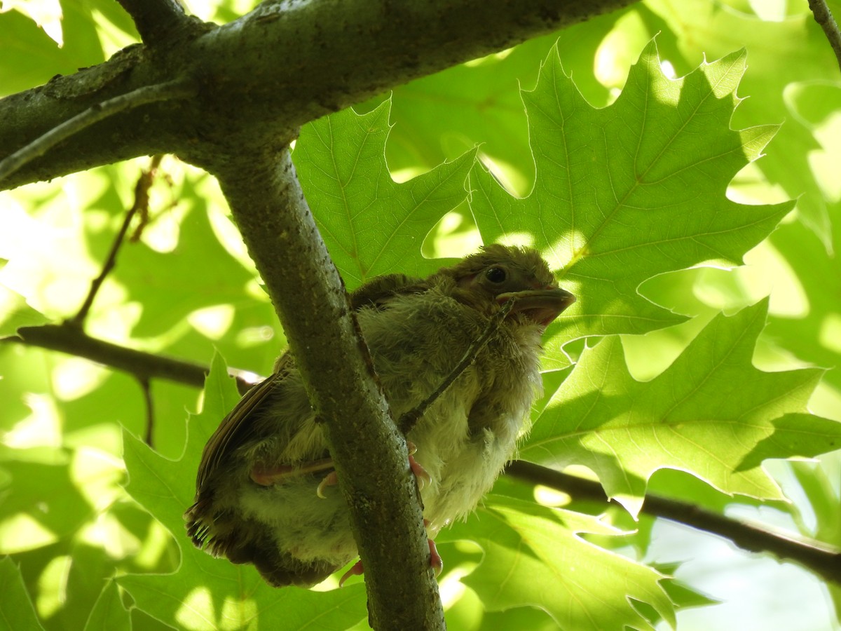 Northern Cardinal - ML590721161