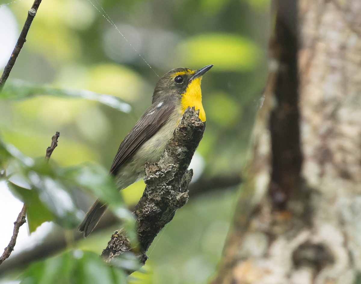 Papamoscas de las Ryukyu - ML590721521